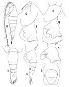 Espce Heterorhabdus spinosus - Planche 1 de figures morphologiques