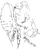 Espce Labidocera rotunda - Planche 18 de figures morphologiques
