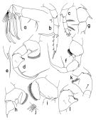 Espce Heterorhabdus spinosus - Planche 2 de figures morphologiques