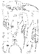 Espce Drepanopus bispinosus - Planche 1 de figures morphologiques