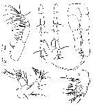 Espce Drepanopus bispinosus - Planche 2 de figures morphologiques