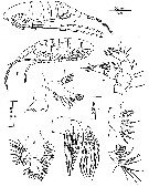 Espce Gippslandia  estuarina - Planche 1 de figures morphologiques