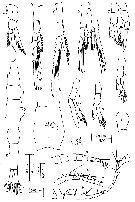 Espce Gippslandia  estuarina - Planche 2 de figures morphologiques