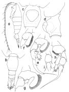 Espce Heterorhabdus cohibilis - Planche 1 de figures morphologiques