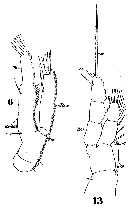 Espce Tortanus (Tortanus) barbatus - Planche 3 de figures morphologiques