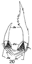 Espce Tortanus (Tortanus) barbatus - Planche 4 de figures morphologiques
