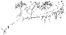 Espce Calanopia elliptica - Planche 8 de figures morphologiques