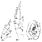 Espce Calanopia elliptica - Planche 9 de figures morphologiques