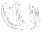 Espce Parapontella brevicornis - Planche 10 de figures morphologiques