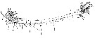 Espce Parapontella brevicornis - Planche 3 de figures morphologiques