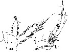 Espce Parapontella brevicornis - Planche 4 de figures morphologiques