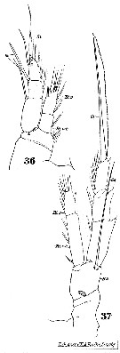 Espce Acartia (Acartiura) clausi - Planche 37 de figures morphologiques