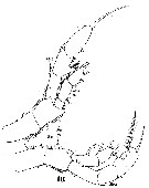 Espce Euaugaptilus hecticus - Planche 8 de figures morphologiques