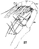 Espce Euaugaptilus filigerus - Planche 15 de figures morphologiques