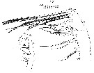 Espce Augaptilus longicaudatus - Planche 11 de figures morphologiques
