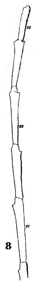 Espce Augaptilus longicaudatus - Planche 12 de figures morphologiques