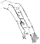 Espce Augaptilus longicaudatus - Planche 13 de figures morphologiques