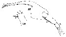 Espce Augaptilus longicaudatus - Planche 14 de figures morphologiques