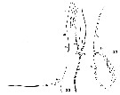 Espce Augaptilus longicaudatus - Planche 15 de figures morphologiques