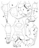 Espce Heterorhabdus longisegmentus - Planche 1 de figures morphologiques