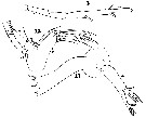 Espce Euaugaptilus palumbii - Planche 8 de figures morphologiques