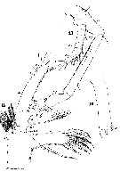 Espce Euaugaptilus filigerus - Planche 17 de figures morphologiques