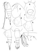 Espce Heterorhabdus oikoumenikis - Planche 1 de figures morphologiques