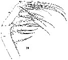 Espce Euaugaptilus filigerus - Planche 18 de figures morphologiques