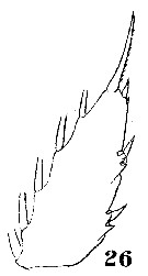 Espce Haloptilus acutifrons - Planche 8 de figures morphologiques