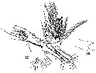 Espce Haloptilus acutifrons - Planche 7 de figures morphologiques