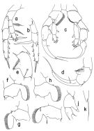 Espce Heterorhabdus oikoumenikis - Planche 2 de figures morphologiques