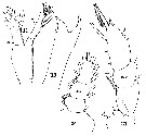 Espce Haloptilus ornatus - Planche 9 de figures morphologiques