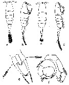 Espce Acartiella faoensis - Planche 6 de figures morphologiques