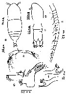 Espce Haloptilus bulliceps - Planche 1 de figures morphologiques
