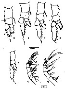 Species Haloptilus bulliceps - Plate 2 of morphological figures