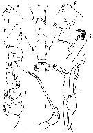 Espce Scottocalanus longispinus - Planche 4 de figures morphologiques