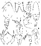 Espce Lophothrix frontalis - Planche 21 de figures morphologiques