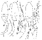 Espce Scaphocalanus affinis - Planche 8 de figures morphologiques