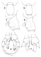 Espce Heterorhabdus tuberculus - Planche 2 de figures morphologiques