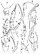 Species Scaphocalanus major - Plate 6 of morphological figures