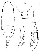 Espce Scaphocalanus impar - Planche 1 de figures morphologiques