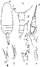 Espce Scaphocalanus sp. - Planche 1 de figures morphologiques