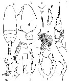 Espce Scaphocalanus echinatus - Planche 12 de figures morphologiques
