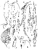 Espce Racovitzanus levis - Planche 2 de figures morphologiques
