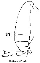 Espce Scolecithrix porrecta - Planche 2 de figures morphologiques