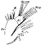 Espce Scolecithrix porrecta - Planche 4 de figures morphologiques