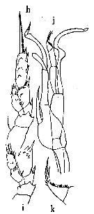 Espce Scaphocalanus sp. - Planche 2 de figures morphologiques