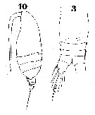 Espce Archescolecithrix auropecten - Planche 12 de figures morphologiques