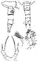 Espce Scaphocalanus polaris - Planche 2 de figures morphologiques
