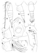 Espce Heterorhabdus habrosomus - Planche 1 de figures morphologiques